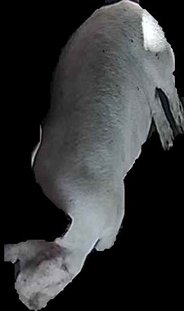 Crop