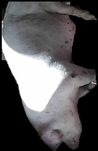 Crop