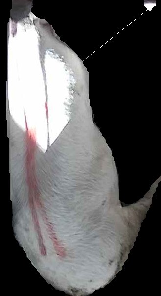 Crop