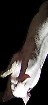 Crop