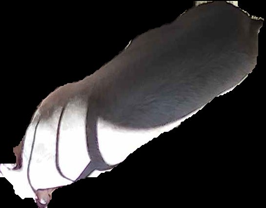 Crop