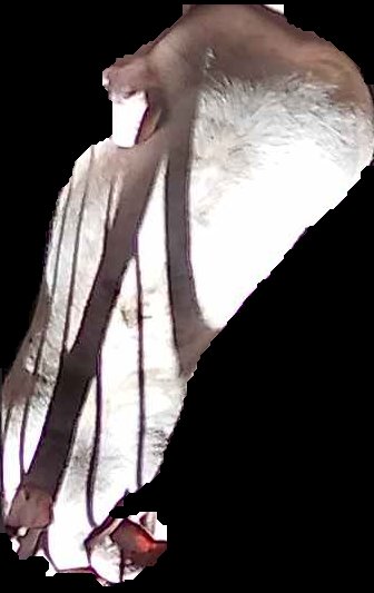 Crop