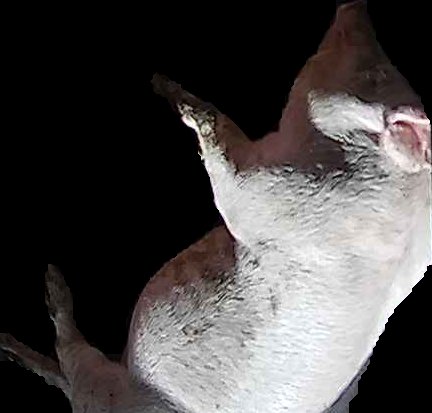 Crop
