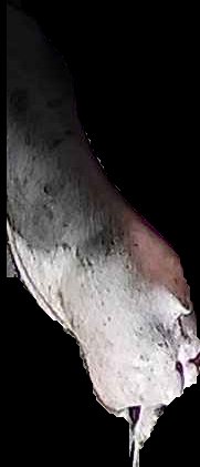 Crop