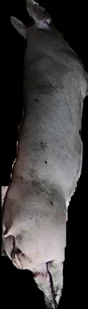 Crop