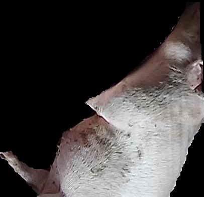 Crop