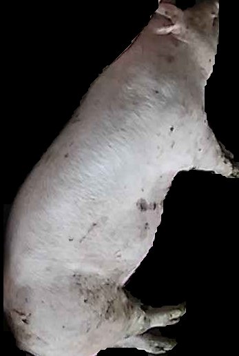 Crop