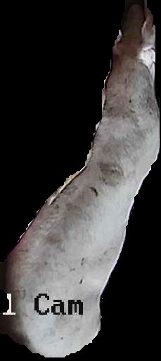 Crop