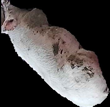 Crop