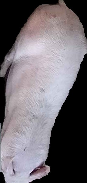 Crop