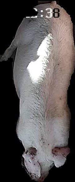 Crop