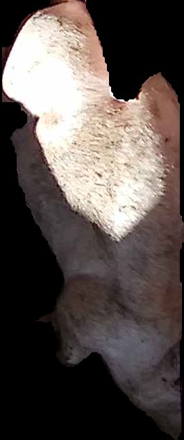 Crop