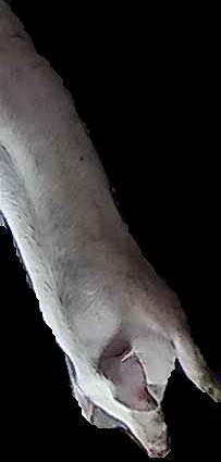 Crop