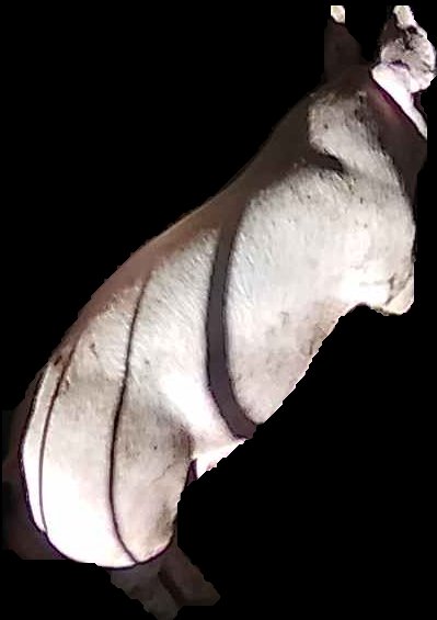 Crop