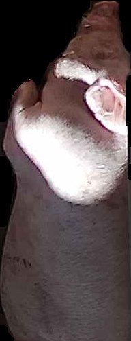 Crop