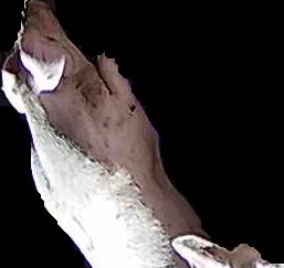 Crop