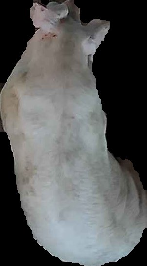Crop