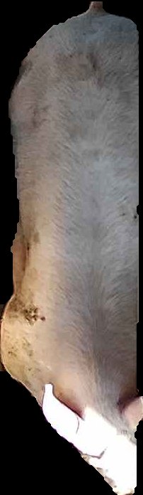 Crop