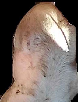 Crop