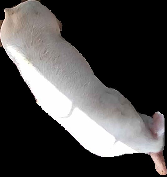 Crop