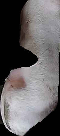 Crop