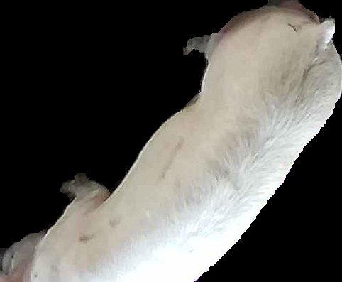 Crop
