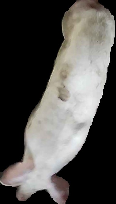 Crop