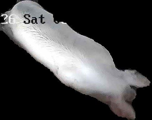 Crop
