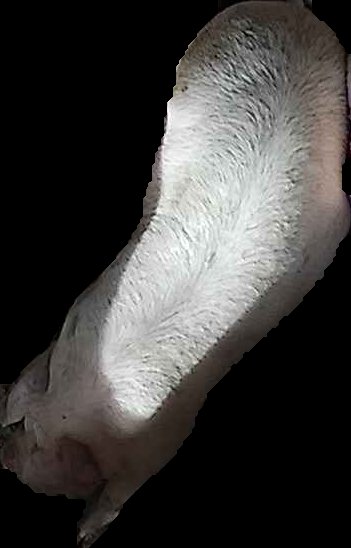 Crop