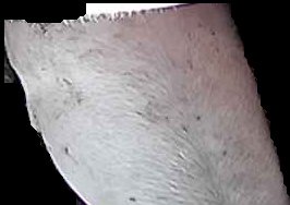Crop