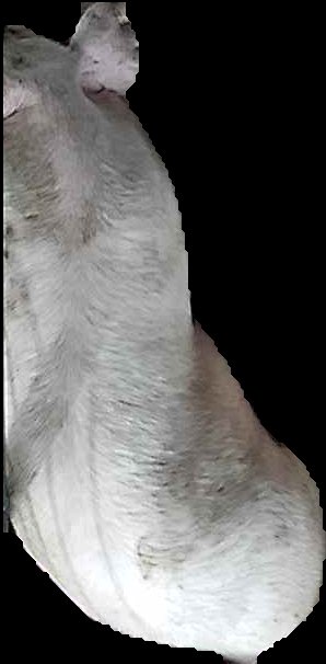 Crop