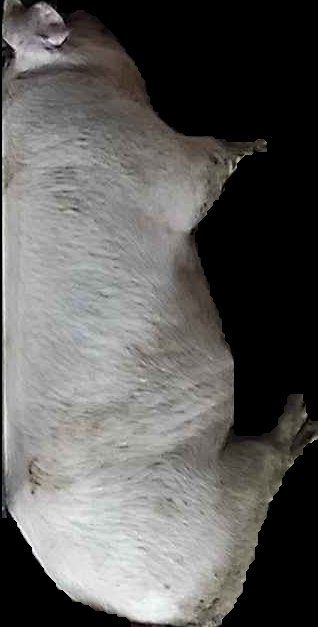 Crop