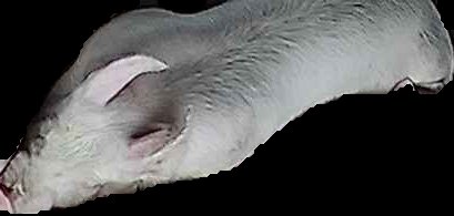 Crop