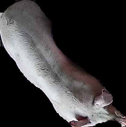 Crop