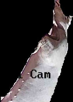 Crop