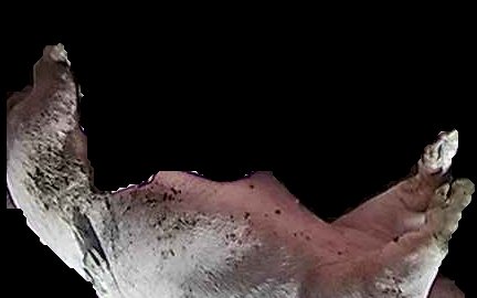 Crop