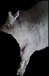 Crop
