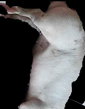 Crop
