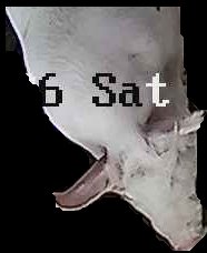 Crop