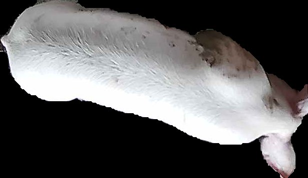 Crop