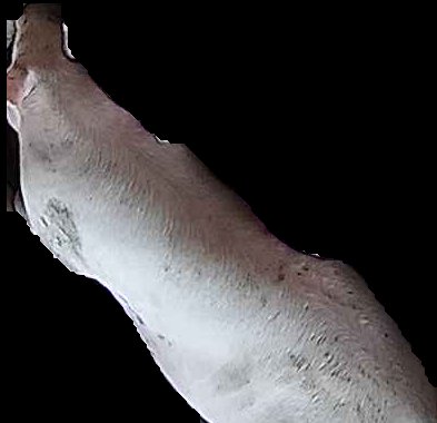 Crop