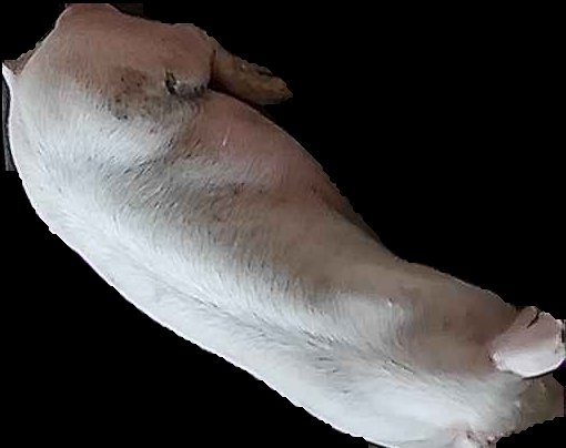 Crop