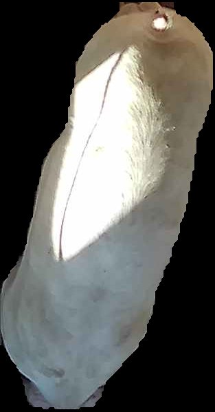 Crop