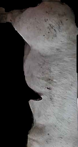 Crop