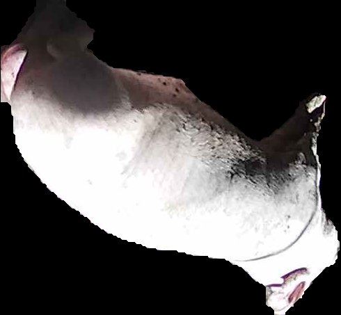 Crop