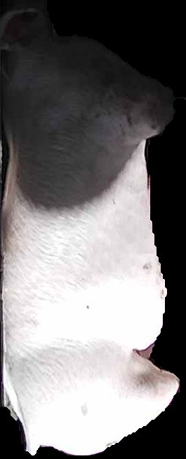 Crop