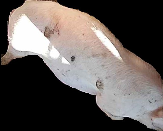 Crop