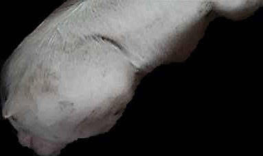 Crop
