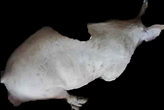Crop