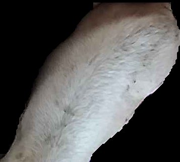 Crop